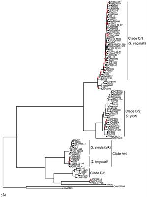 Lateral Gene Transfer Shapes Diversity of Gardnerella spp.